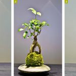 Les kokedama