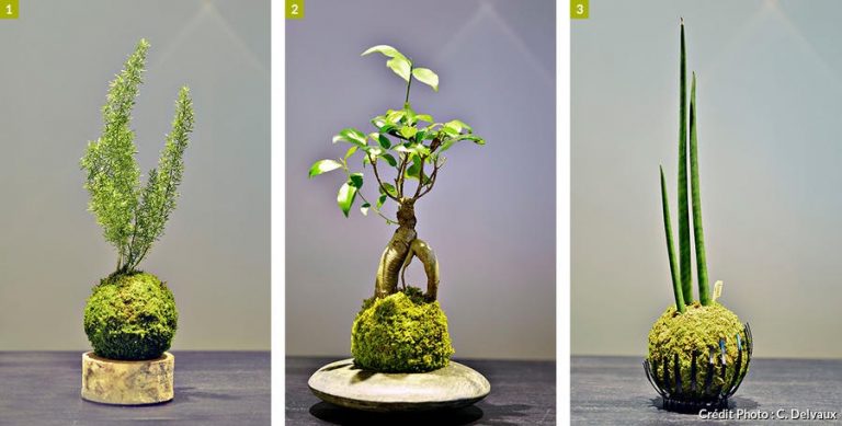 Les kokedama